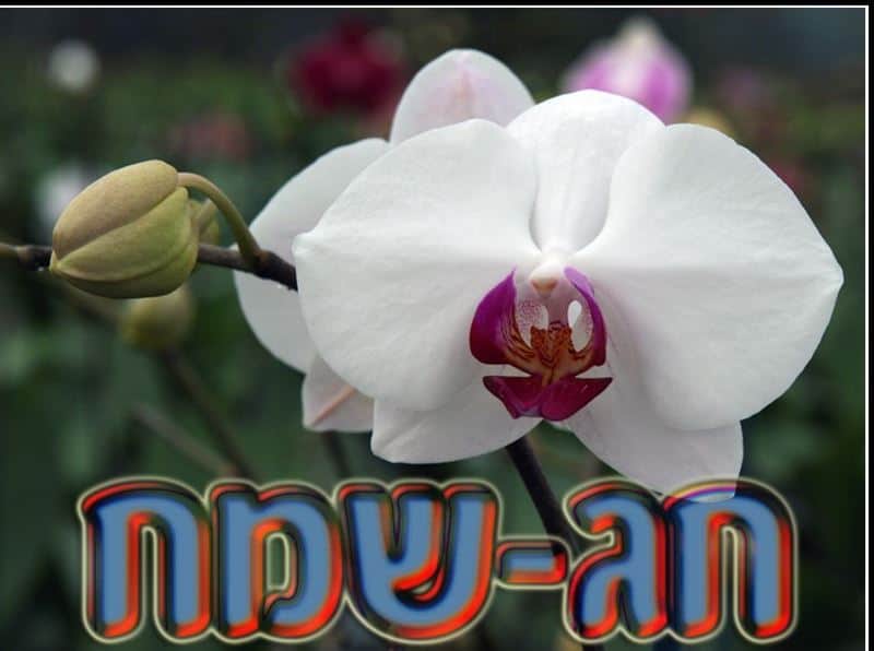 אם חג יצא ביום מחלתו של העובד...ישולם .....תשלום חג !!!